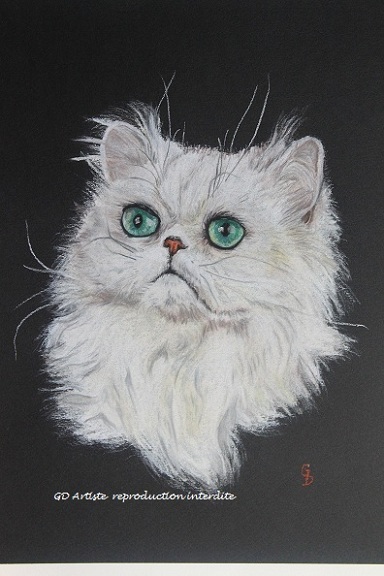pastel tendre,pastel sec,chat angora,portrait animal,chat blanc,gd artiste